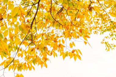 Renkli sonbahar yaprakları