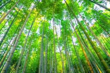 Güneş ışınları bambu ormanı
