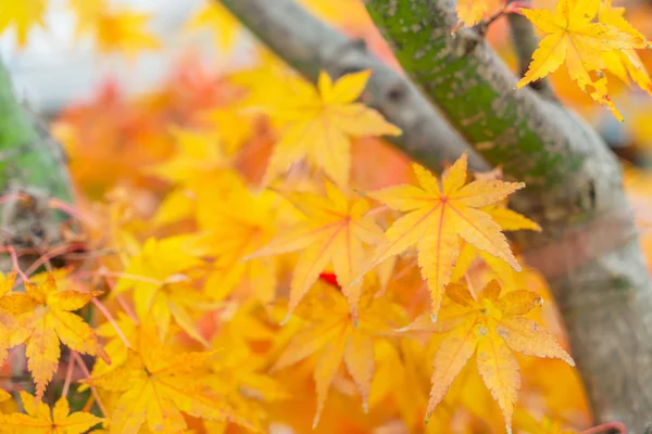 Bunte Herbstblätter — Stockfoto