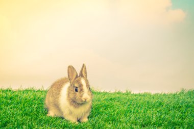 Yeşil çimenlerin üzerinde tavşan