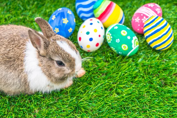 Яйца кролика и пасхальные яйца — стоковое фото