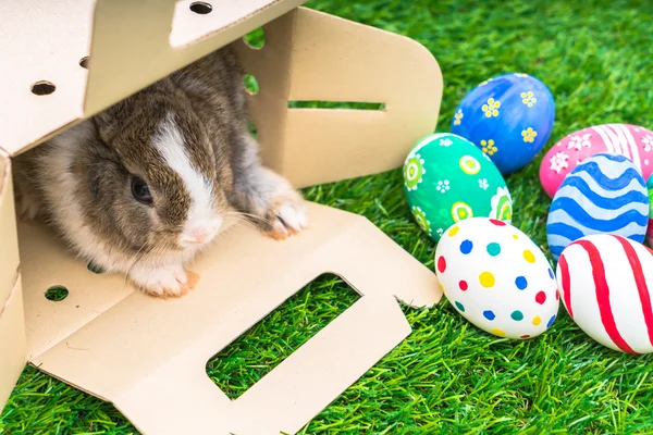 Rabbit and easter eggs — Stock Photo, Image