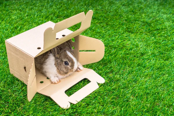 Rabbit in paper box — Stock Photo, Image