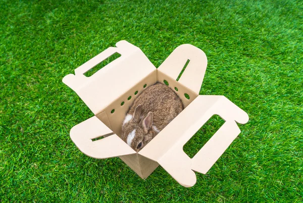 Kelinci dalam kotak kertas — Stok Foto