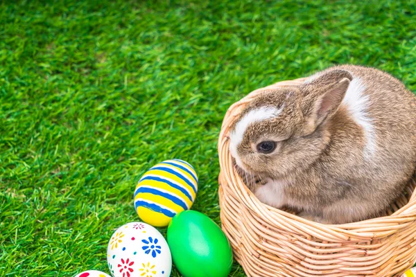 Rabbit and easter eggs — Stock Photo, Image