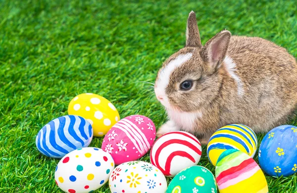 Rabbit and easter eggs — Stock Photo, Image