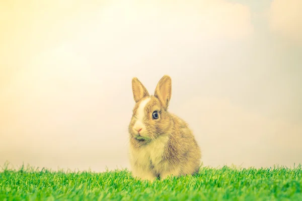 Rabbit on green grass — Stock Photo, Image