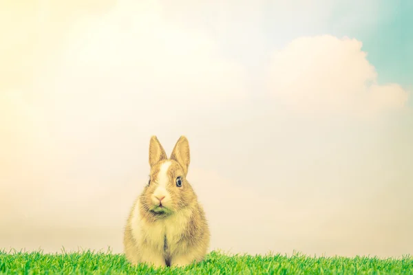 Rabbit on green grass — Stock Photo, Image