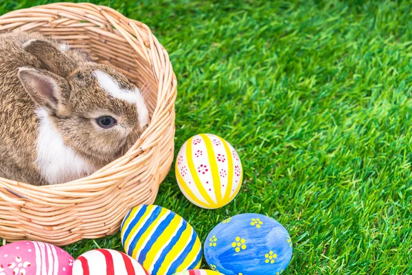 Rabbit and easter eggs — Stock Photo, Image