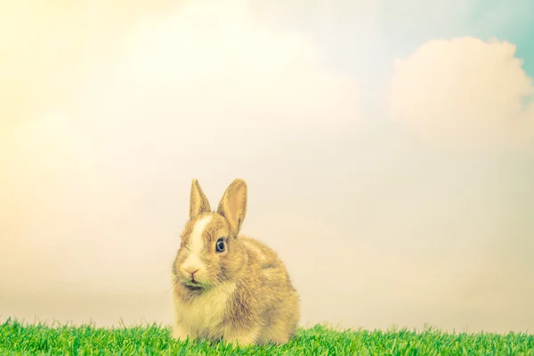 Rabbit on green grass — Stock Photo, Image