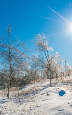 kışın donmuş ağaçlar