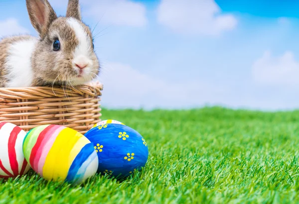 Rabbit and easter eggs — Stock Photo, Image