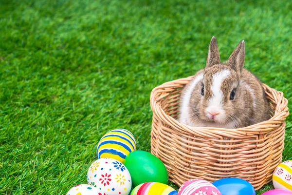 Rabbit and easter eggs — Stock Photo, Image