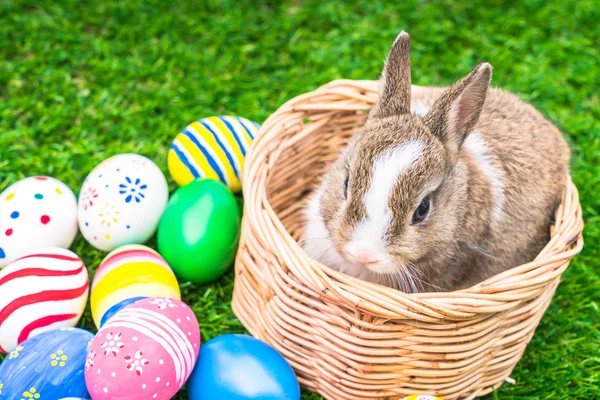 Rabbit and easter eggs — Stock Photo, Image