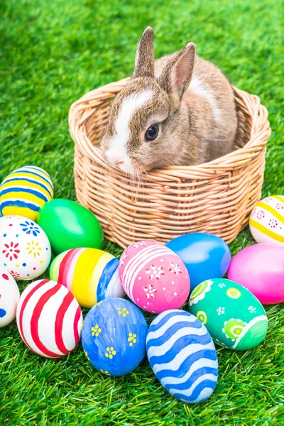 Rabbit and easter eggs — Stock Photo, Image