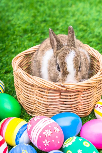 Królik i Wielkanoc jaja — Zdjęcie stockowe
