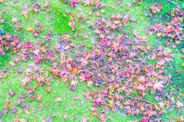 Sonbahar akçaağaç yaprakları