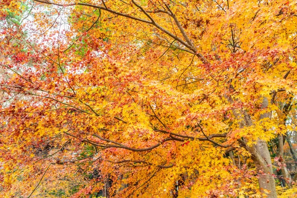 Bunte Herbstblätter — Stockfoto