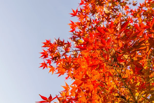 Bunte Herbstblätter — Stockfoto