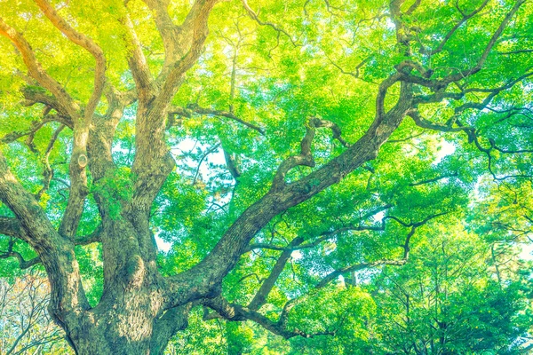森林树木（经过过滤的图象处理的古树效果）. ) — 图库照片