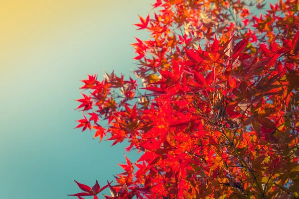 Bunte Herbstblätter — Stockfoto