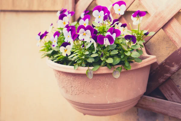 Beautiful purple flowers — Stock Photo, Image