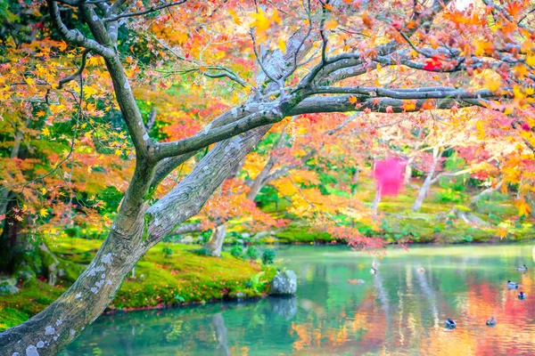 stock image Autumn forest with river