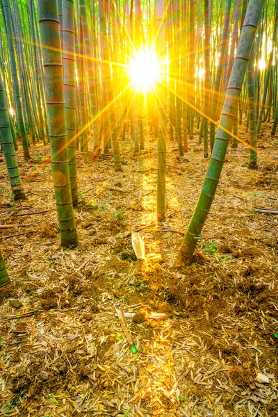 Bambuskog i morgon — Stockfoto