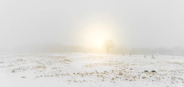 木と冬の風景 — ストック写真