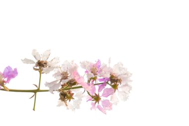 güzel pembe çiçekler