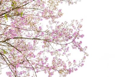 güzel pembe çiçekler