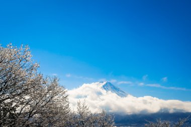 Dağ Fuji ağaçlar üzerinde buz kaplama ile
