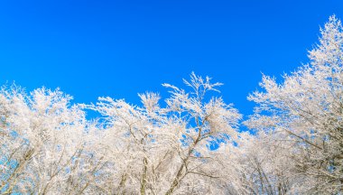 kışın donmuş ağaçlar