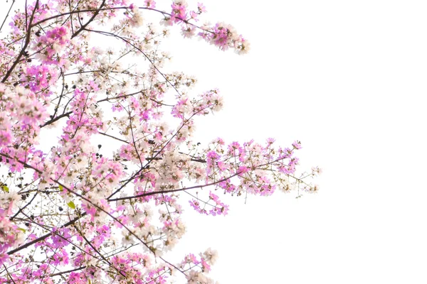 Kauniit vaaleanpunaiset kukat — kuvapankkivalokuva