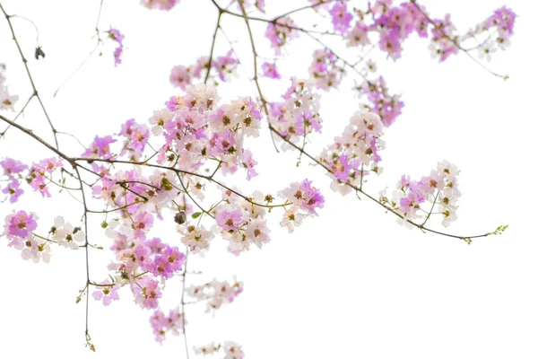 Schöne rosa Blüten — Stockfoto