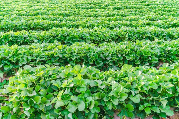 Erdbeerfeld, hochauflösende Bilder — Stockfoto