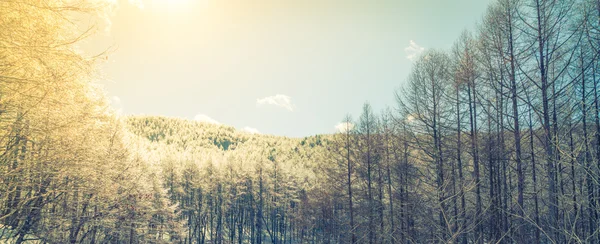 Gefrorene Bäume im Winter — Stockfoto