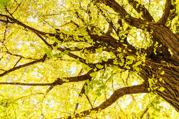 Kleurrijke herfstbladeren — Stockfoto