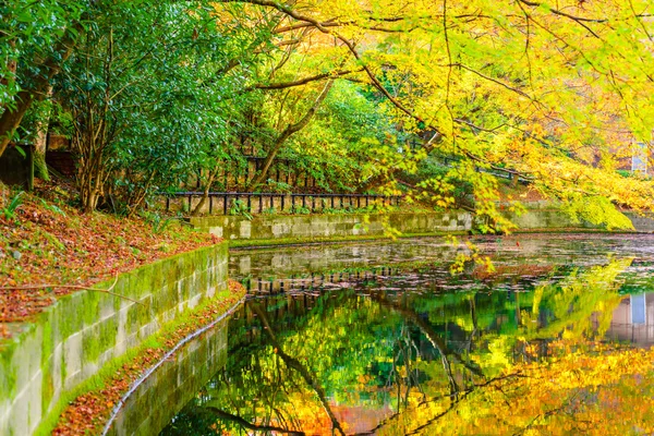 Bosque de otoño con río — Foto de Stock