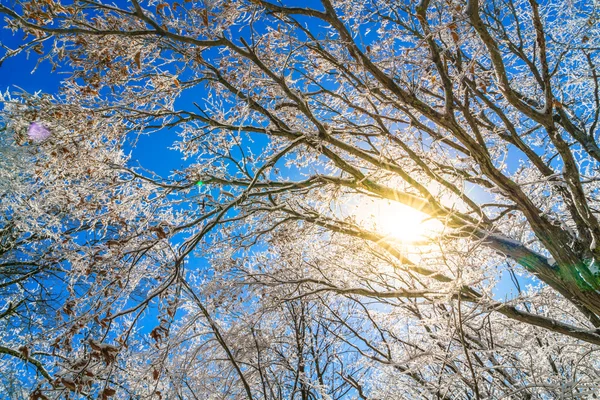 Árvores congeladas no inverno — Fotografia de Stock