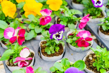 Güzel çiçek, yüksek çözünürlüklü görüntüleri