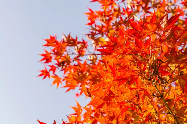 Bunte Herbstblätter — Stockfoto