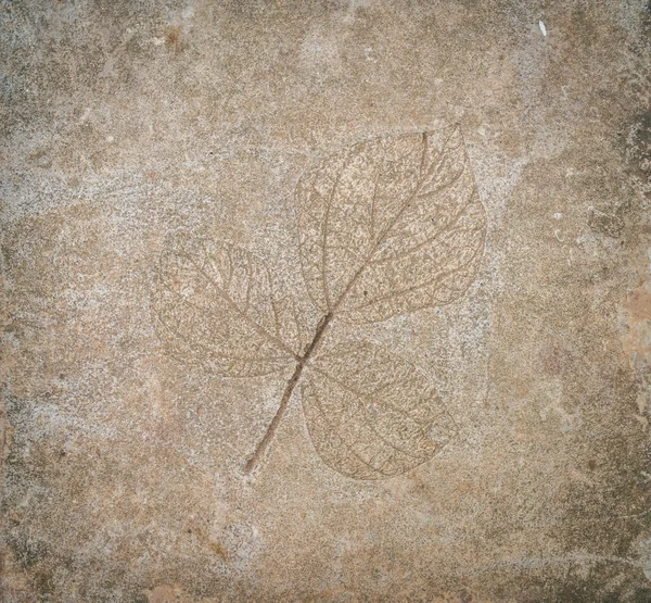 Leaf impression in stone — Stock Photo, Image