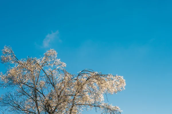 Árboles congelados de invierno —  Fotos de Stock