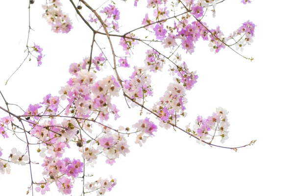 Branch of beautiful pink flower — Stock Photo, Image