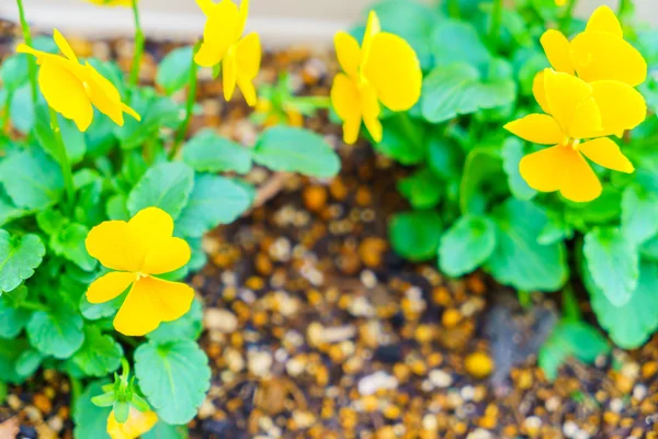 Schöne gelbe Blume, hochauflösende Bilder — Stockfoto