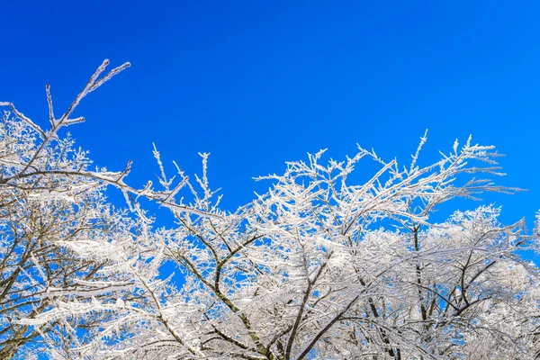 Arbres d'hiver congelés — Photo