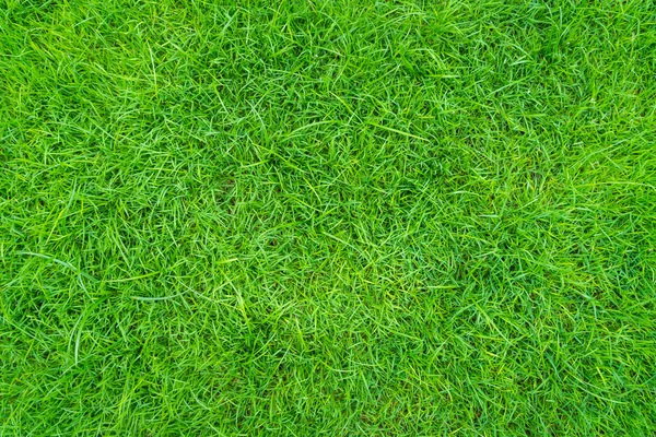 Spring green grass — Stock Photo, Image