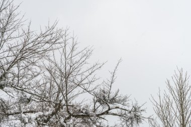 Ağaçlar karla, yüksek çözünürlüklü görüntüleri