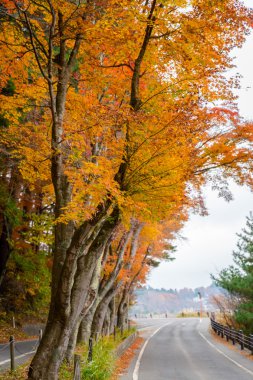 güzel sonbahar ağaçlar